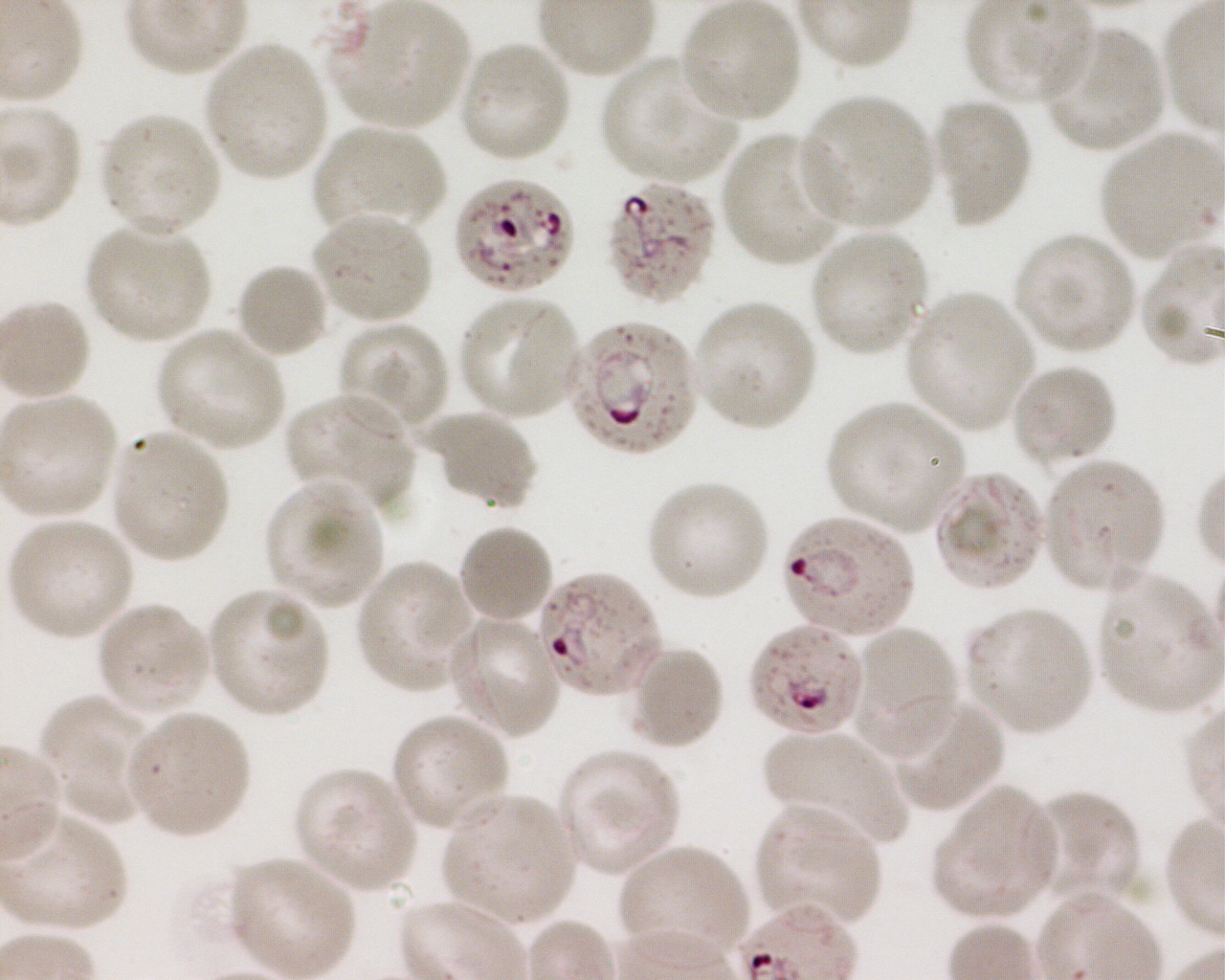 Pr paration Aux Concours De L internat Pharmacie