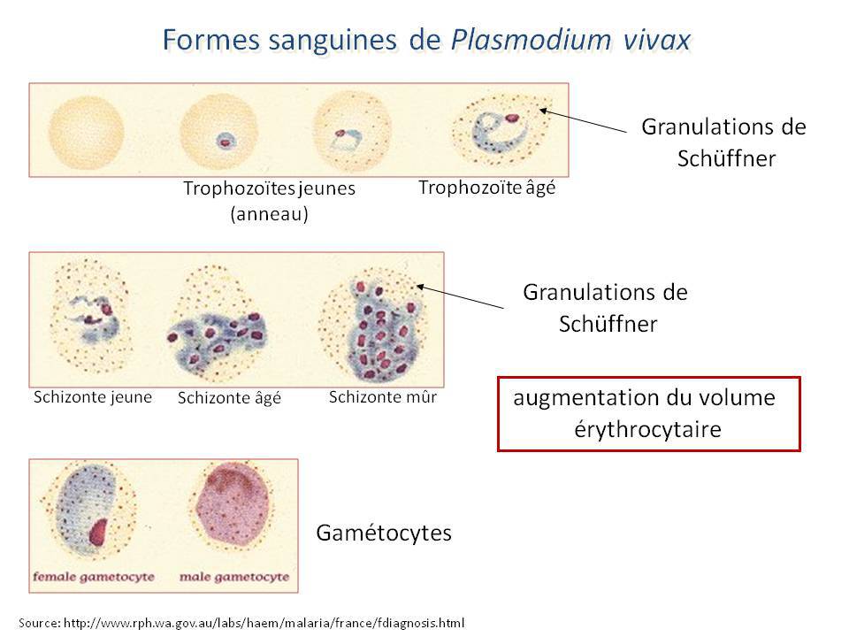 Pr paration Aux Concours De L internat Pharmacie Exercice Dossier 14 01