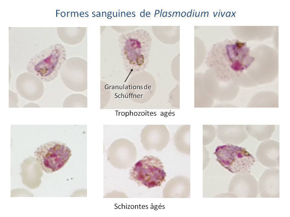 Pr paration Aux Concours De L internat Pharmacie Exercice Dossier 14 01