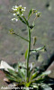 Arabidopsis thaliana