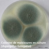 Colonies de moisissures sur boite de pétri (Aspergillus fumigatus)