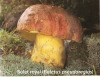 Le bolet royal, Boletus pseudoregius