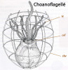 Exemple de choanoflagellé avec sa thèque (loge), sa collerette de tentacules et son flagelle. col = collerette ; te = tentacule ; the = thèque.