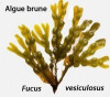 Fucus vesiculosus