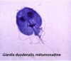 Forme trophozoïte de Giardia duodenalis (microscope optique)