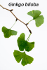 Ginkgo biloba