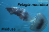 Une méduse, Pelagia noctiluca