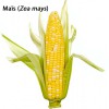 Le maïs (Zea mays)