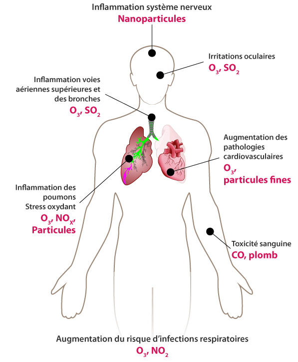 L'inflammation du système nerveux sera provoquée par les nanoparticules.