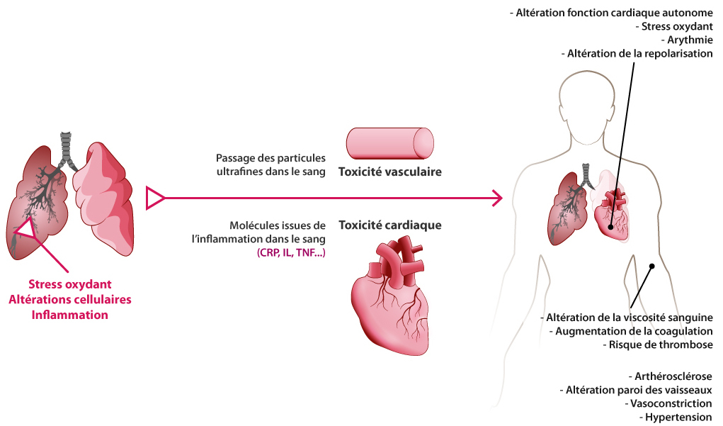 Les principaux effets des particules ultrafines sur le système cardiovasculaire, par voies physiopathologiques directe et indirecte, citées précédemment, se traduisent par une toxicité vasculaire et cardiaque pouvant provoquer : une altération de la fonction cardiaque autonome, un stress oxydant, une arythmie, une altération de la repolarisation, de l'athérosclérose, une altération de la paroi des vaisseaux, une vasoconstriction, de l'hypertension, une altération de la viscosité sanguine, une augmentation de la coagulation, un risque de thrombose.