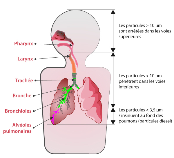 Plus les particules sont fines, plus elles pénètrent profondément dans l'appareil respiratoire. Ainsi, les particules supérieures à 10 µm sont arrêtées au niveau des voies respiratoires supérieures. Les particules inférieures à 10 µm pénètrent dans les voies respiratoires inférieures, et les particules inférieures à 3,5 µm (comme les particules diesel) vont s'insinuer au fond de l'appareil respiratoire, dans les alvéoles pulmonaires.